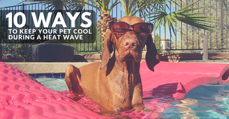 10 ways to keep your pet cool in a heat wave