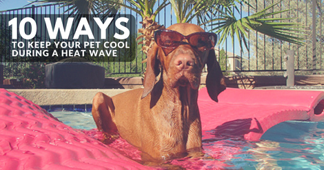 You are currently viewing 10 Ways to Keep Your Pets Cool